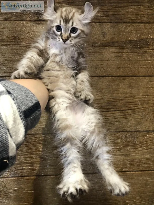 Beautiful Highlander kittens