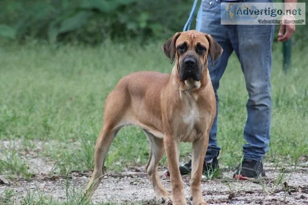 Female Boarboel puppy for sale