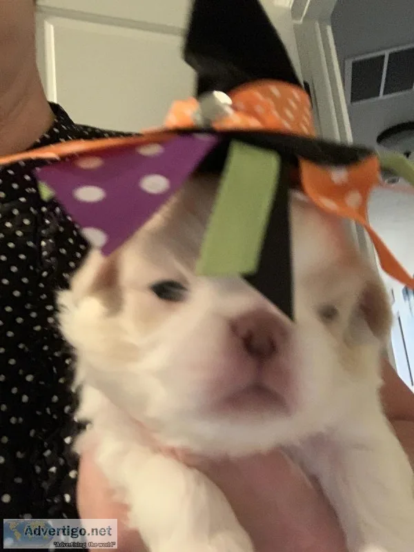 Japanese Chin Male LemonWhite &quotSundance&quot