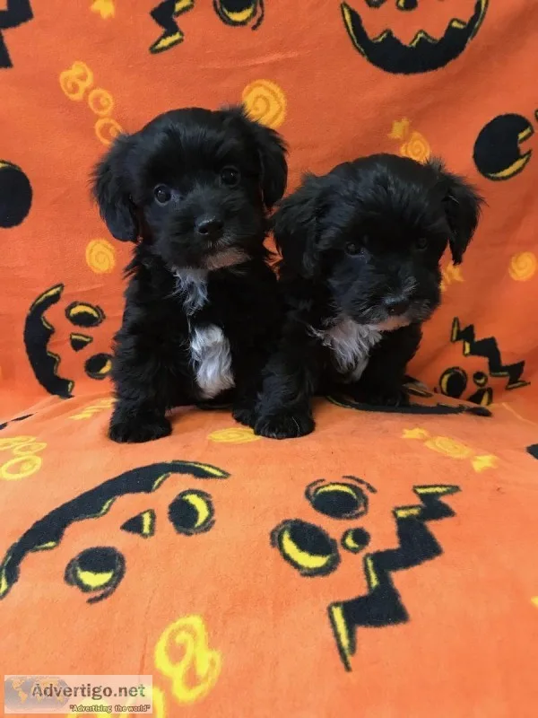 Male Yorkie-Poo Puppies