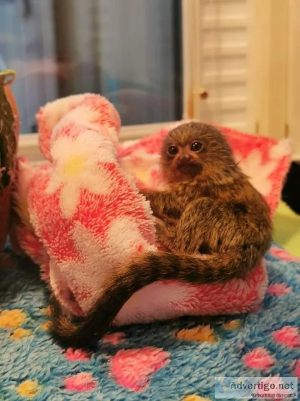 Finger marmoset monkey for rehome