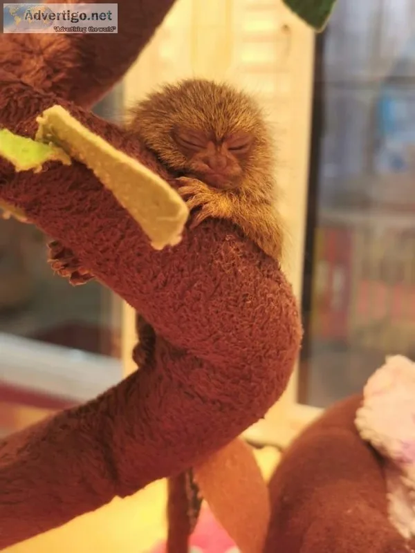 Finger marmoset monkey for rehome