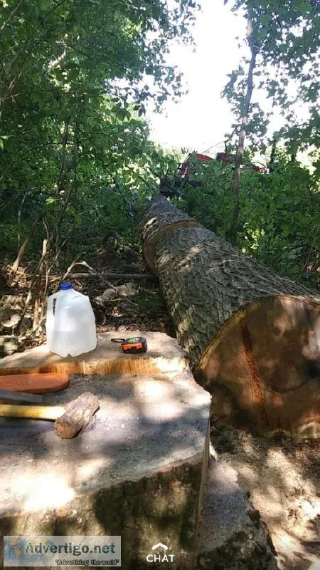 Tree and Logging Service