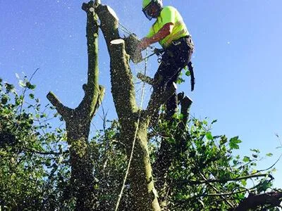 Tree Removal Sydney