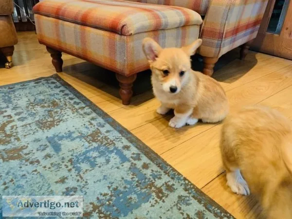 Top Quality Pembroke Corgis pups