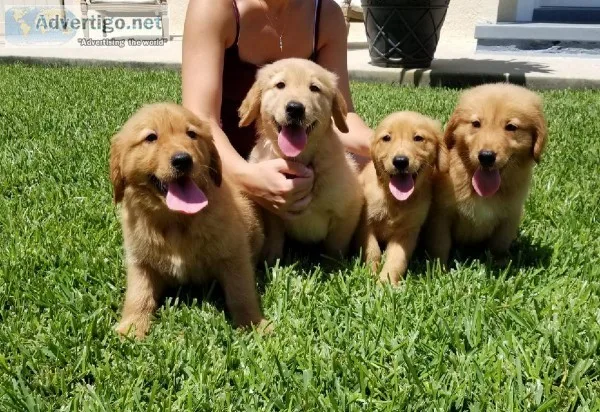 Golden retriever puppies (akc)