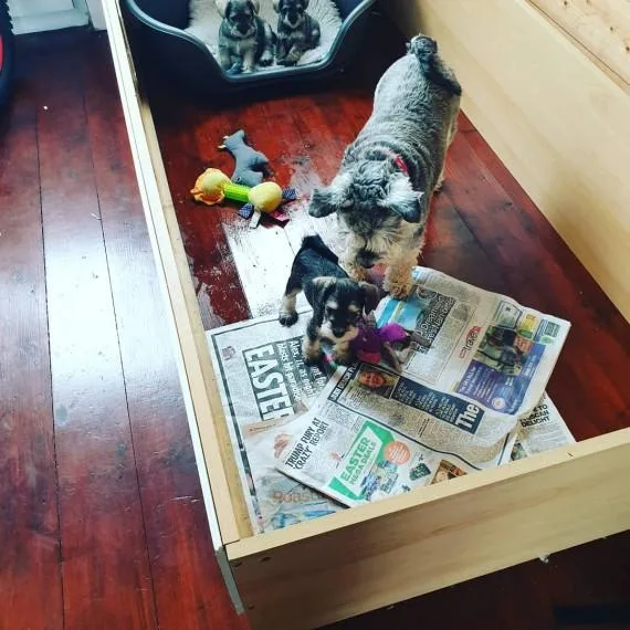 Adorable GirlsBoys Miniature Schnauzer Pups