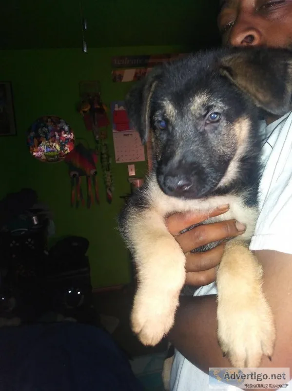German shepherd pups