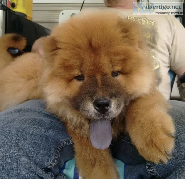 Pure Bred Microchipped  Vaccinated Chow Chow