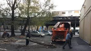 Best Tree Service Company in Morris Park
