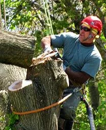 Get the Best Tree Removal Service in Bronx