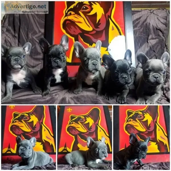 FRENCH BULLDOG PUPPIES