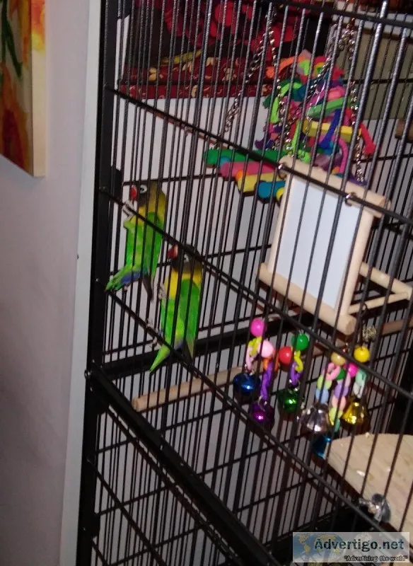 Lovebirds for sale