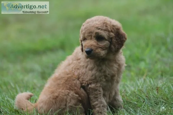 Outstanding F1 Golden Doodles