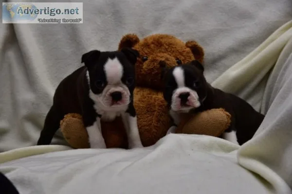 ready Now aKc Reg Boston Terriers