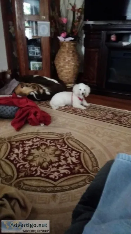 She is looking for  a forever home