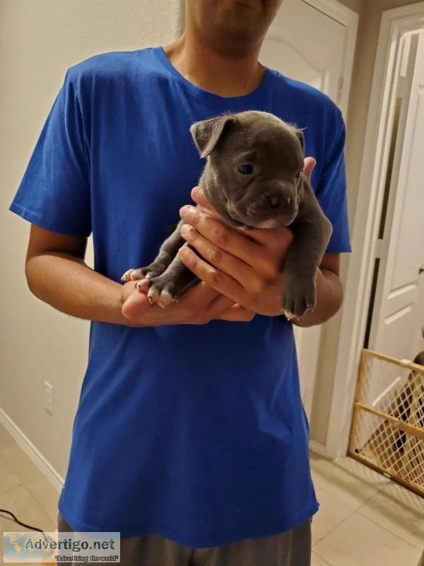 American bullys for sale