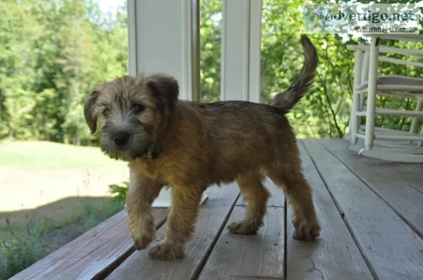 Soft Coated Irish Wheaten Terriers