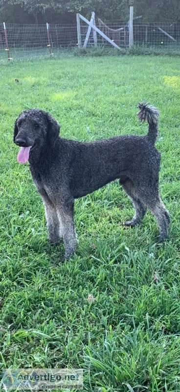Male Standard Poodle