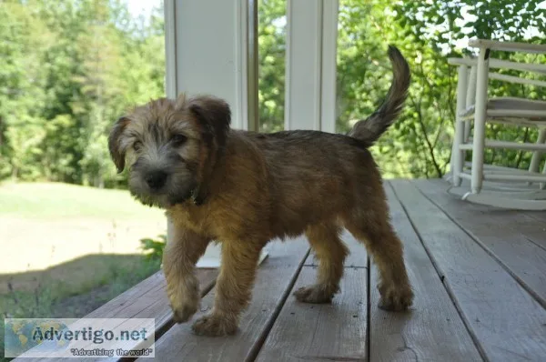 Soft Coated Irish Wheaten Terrier