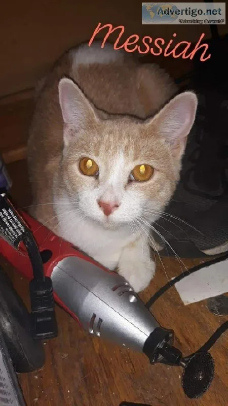 Cat- Egyptian Mau (mix)