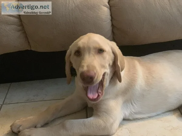Wonderful Labrador puppy