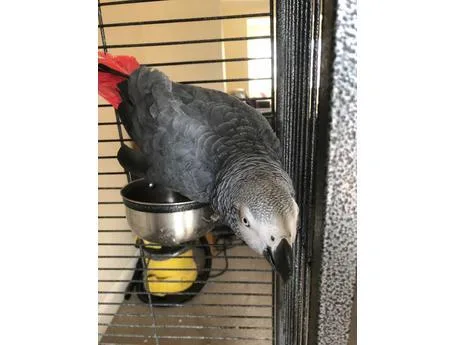 Gorgeous African grey parrots available