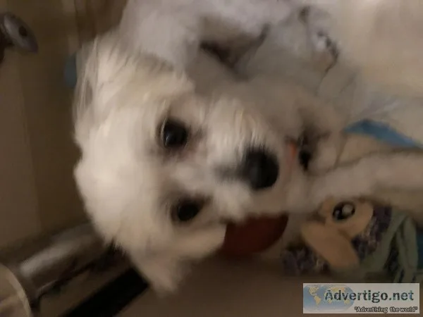 Maltese malepuppy 2 yrs