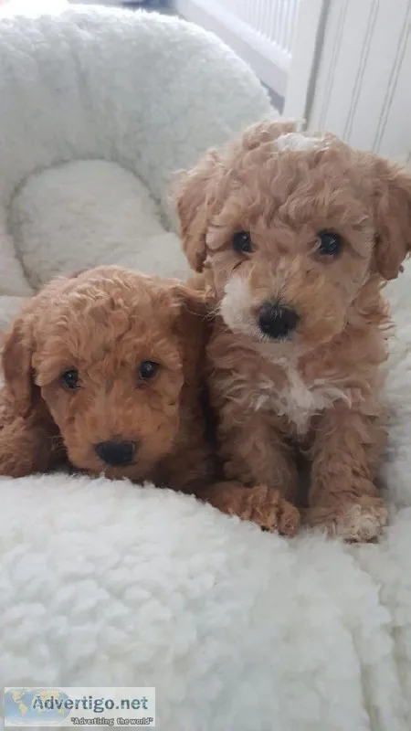 Beautiful Apricot F1 Maltipoo Pups