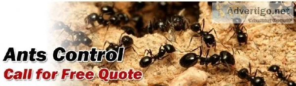 Ants Control Services in Vancouver  Advancepest.ca