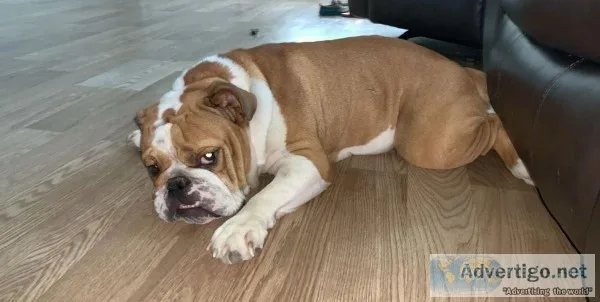 English Bulldog
