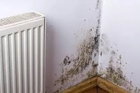 Damp Waterproofing Services  Damp Waterproofing Solutions