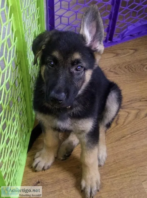 German Shepard Puppies