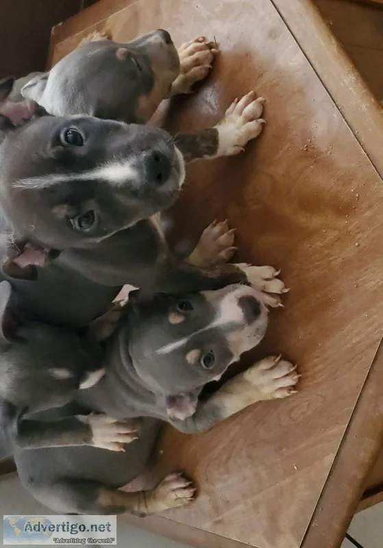 Tri Color Pocket Pits