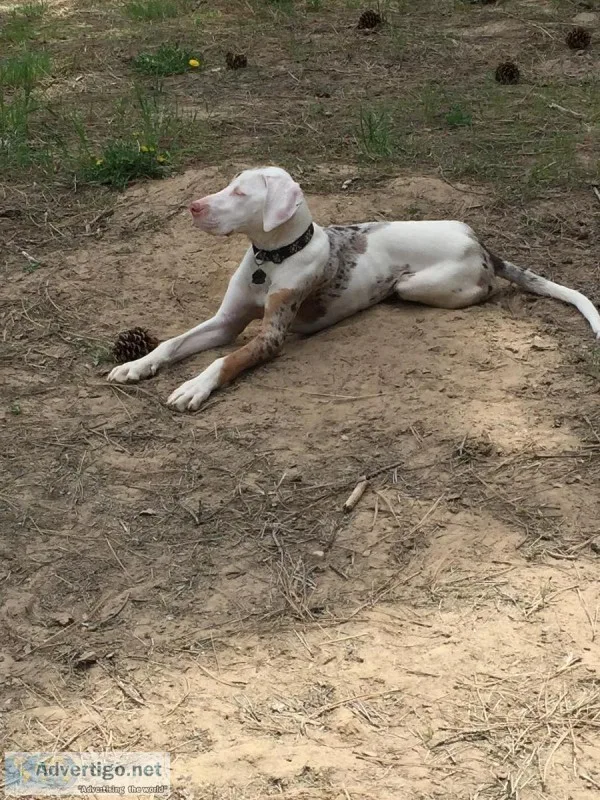 Louisiana Catahoula Leopard dog