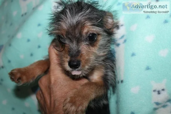 Chorkie male puppies