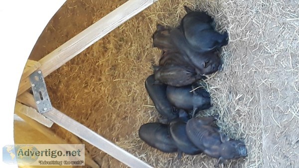 Piglets for sale