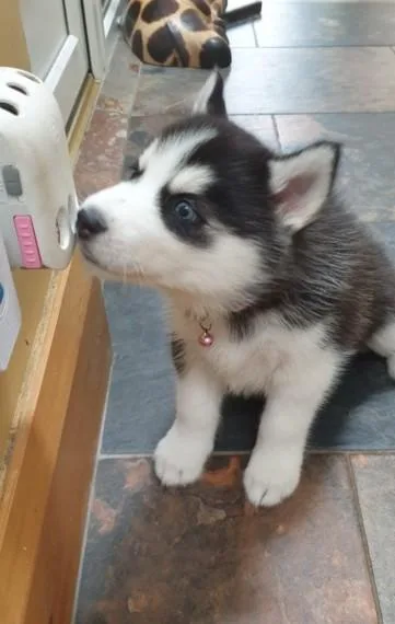 5 Siberian Husky Puppies All With Blue Eyes