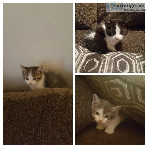 3 Ragamuffin kittens for sale