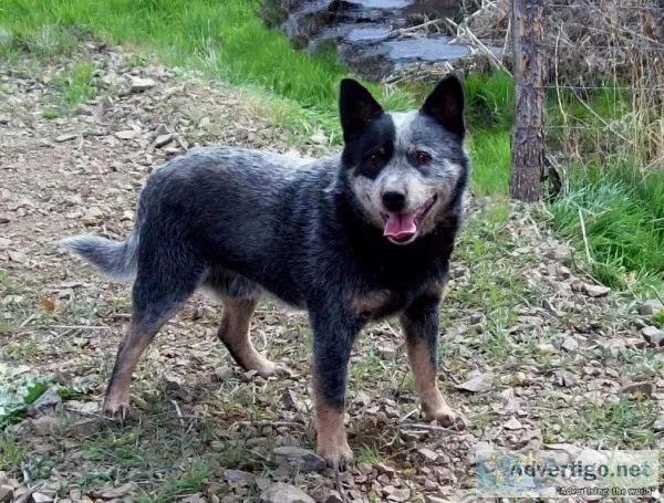 Australian Cattledogs