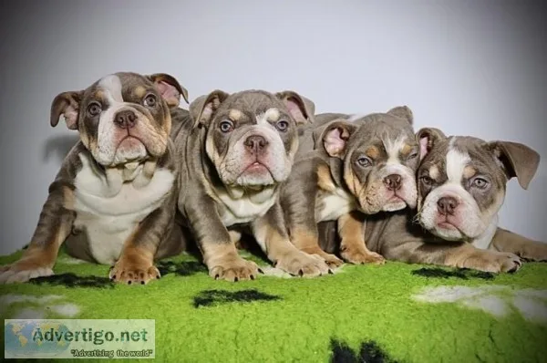 Tri English bulldogs pup