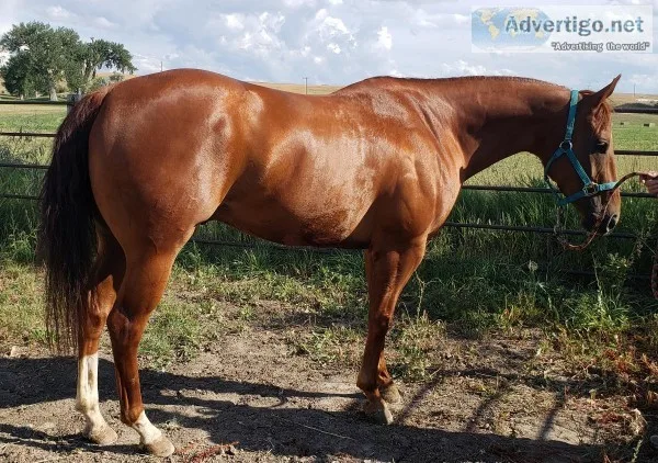 Barrel gelding