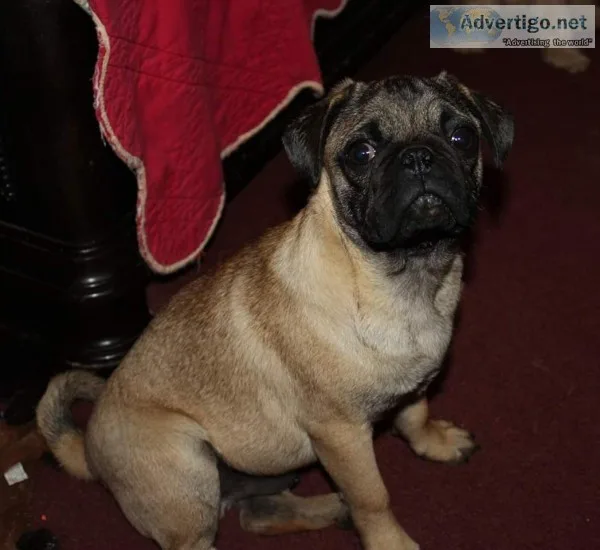 Ckc Registered Pug puppy s