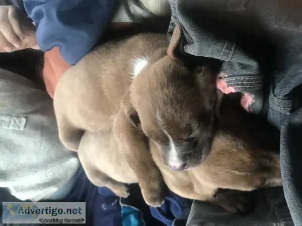 Pit bullbull mastiff puppies
