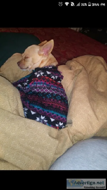 Rehoming female Chihuahua