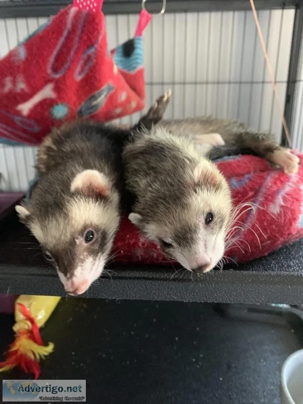 Sweet ferrets looking for loving owner