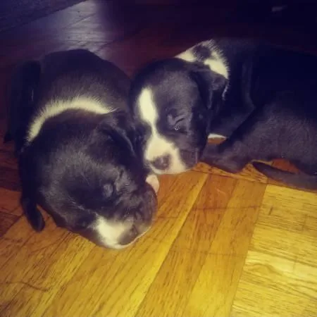 Black pit puppies
