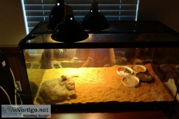 Moroccan Uromastyx With Complete Set-Up