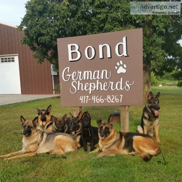 Akc german shepherd puppies