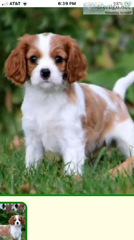 Blenheim Cavalier King Charles